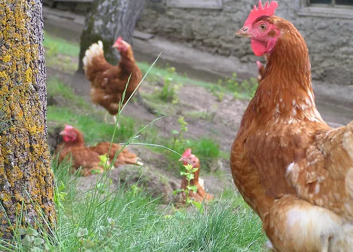 Haus Zur Muehle * リート・イム・オーバーインタール