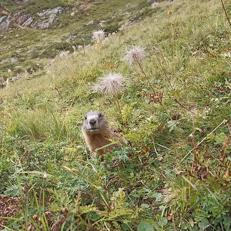 Daire Haus Zur Muehle *